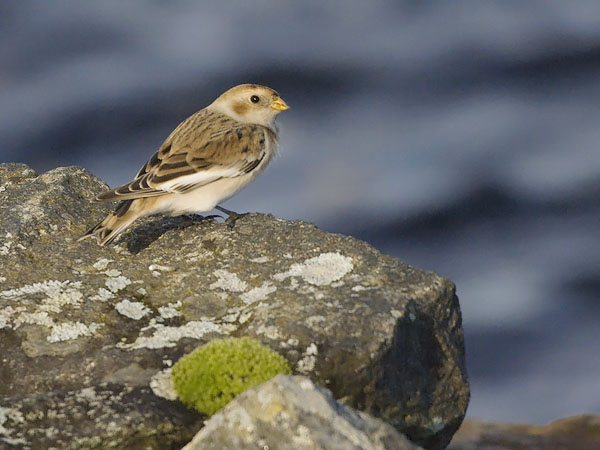 Pulmunen, Snow Bunting, Plectrophenax nivalis